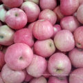 Golden Supplier of Fresh Qinguan Red Apple